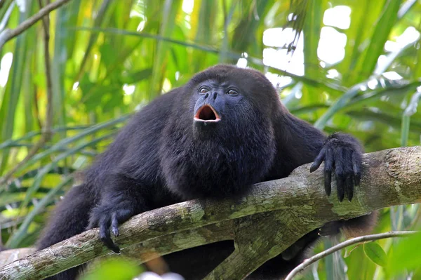 Mono Aullador Negro Aluatta Pigra Sentado Árbol Selva Belice Aullando — Foto de Stock