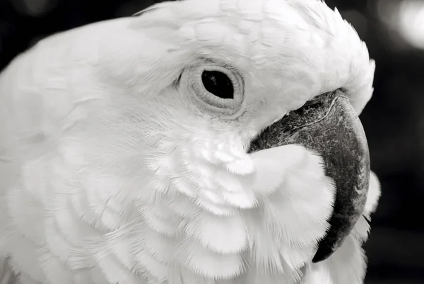 Macro Tiro Uma Cara Papagaios Brancos — Fotografia de Stock