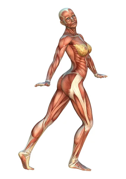 Digital Render Human Figure Muscle Maps Position Isolated White Background — Stock Photo, Image