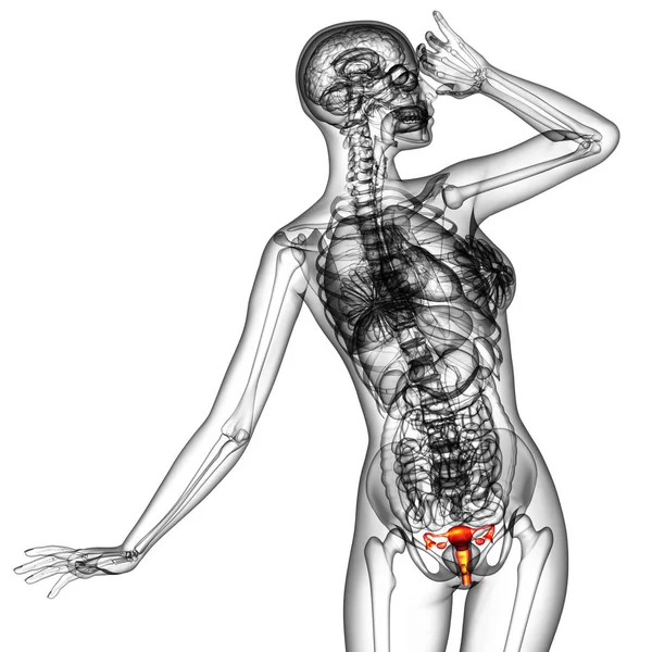 Rendere Illustrazione Medica Del Sistema Riproduttivo Vista Frontale — Foto Stock