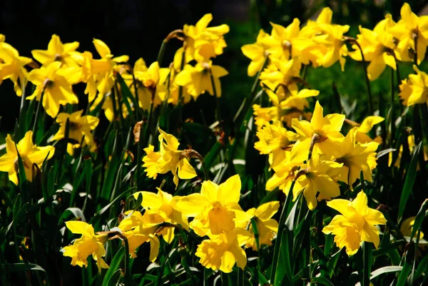 Canteiro Flores Narcisos Primavera — Fotografia de Stock