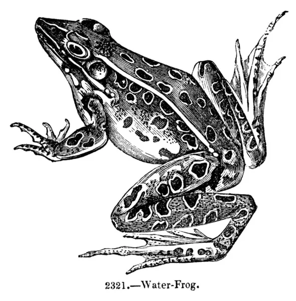 Vintage Gravierte Illustration Eines Wasserfrosches Isoliert Gegen Weiß Gegründet 1844 — Stockfoto