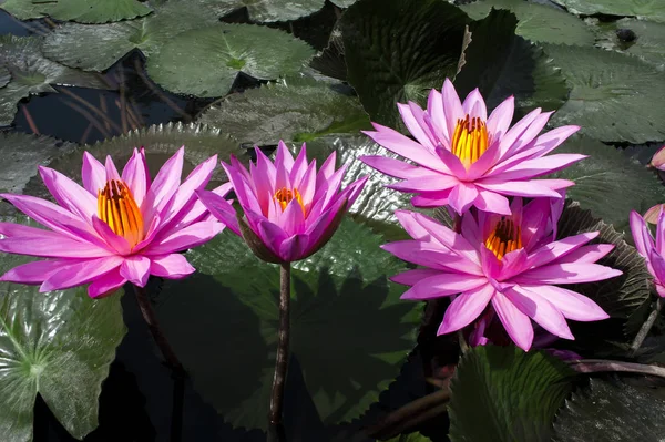 Pink Lotuses Samosir Island Lago Toba Sumatra Del Norte Indonesia —  Fotos de Stock
