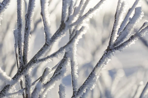 Vom Frost Bedeckte Äste Nahaufnahme Makrobild — Stockfoto