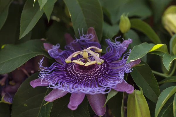Púrpura Flor Pasión Passiflora Caerulea Una Vid Jardín Verano — Foto de Stock