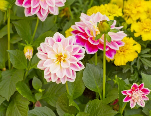 정원에서 나오는 흰색과 분홍색 — 스톡 사진