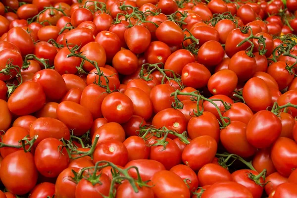 Muchos Tomates Vid Mercado — Foto de Stock