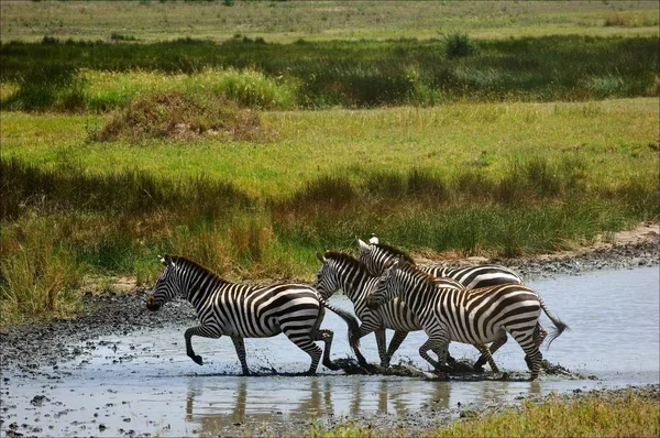 Zebras Water Small Group Zebras Crosses Water Barrier — Stock Photo, Image