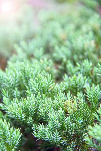Pinheiro Verde Hera Japonês Juniperus Procumbens Jardim Com Efeito Chama — Fotografia de Stock