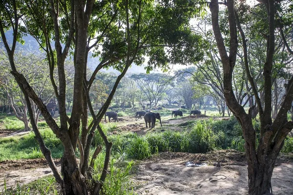 Asia Elephant Stand Boerderij Thailand — Stockfoto