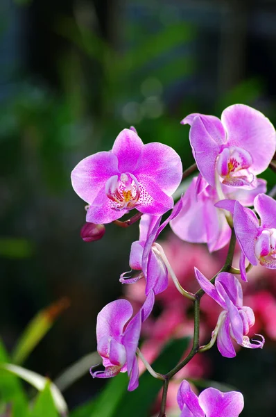 Orhidee Roz Frumoasă Lumina Soarelui Fundal Natural — Fotografie, imagine de stoc