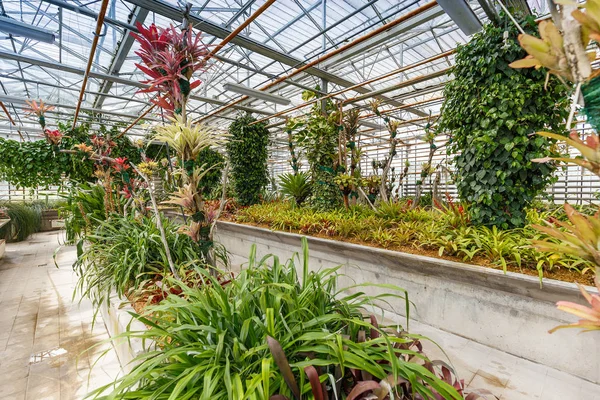 Interiör Botaniska Glasshouse Bygga Växthus Komplexa — Stockfoto