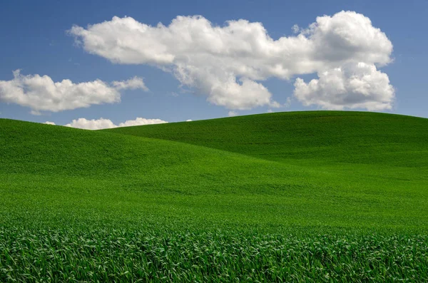 Rollende Grüne Weizenfelder Und Geschwollene Wolken Einem Frühlingnachmittag Whitman County — Stockfoto