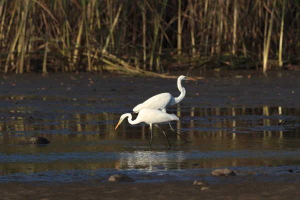 Wilde Vogel Natuurlijke Habitat Natuur Serie — Stockfoto