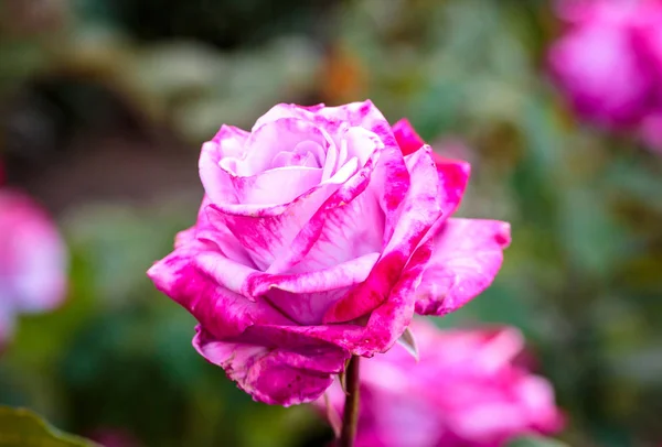 Geurige Roos Volle Bloei Washington Park Steeg Tuin Portland Oregon — Stockfoto