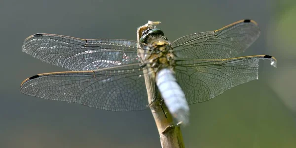 Dragonfly Широкоствольний Chaser Libellula — стокове фото