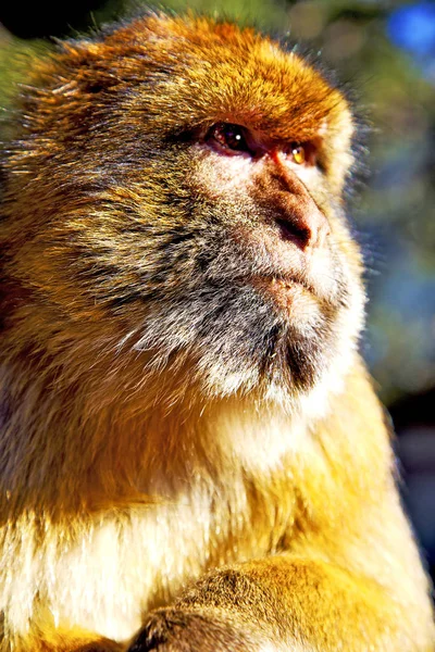 Africa Morocco Cedar Forest Primitive Monkey Animal Wildlife — Stock Photo, Image