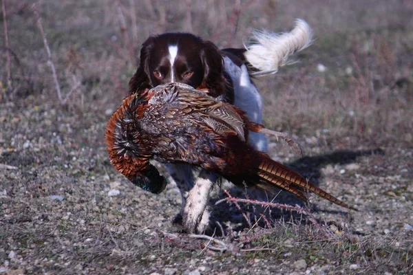 Tipo Trabalho Inglês Springer Spaniel Carregando Faisão — Fotografia de Stock