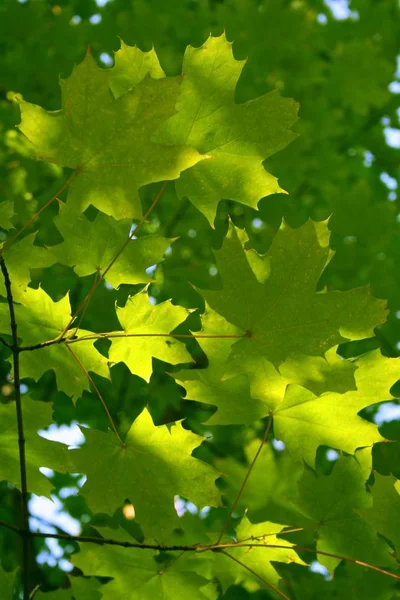 Rama Arce Con Hojas Otoño Color Verde Sobre Fondo Bosque —  Fotos de Stock