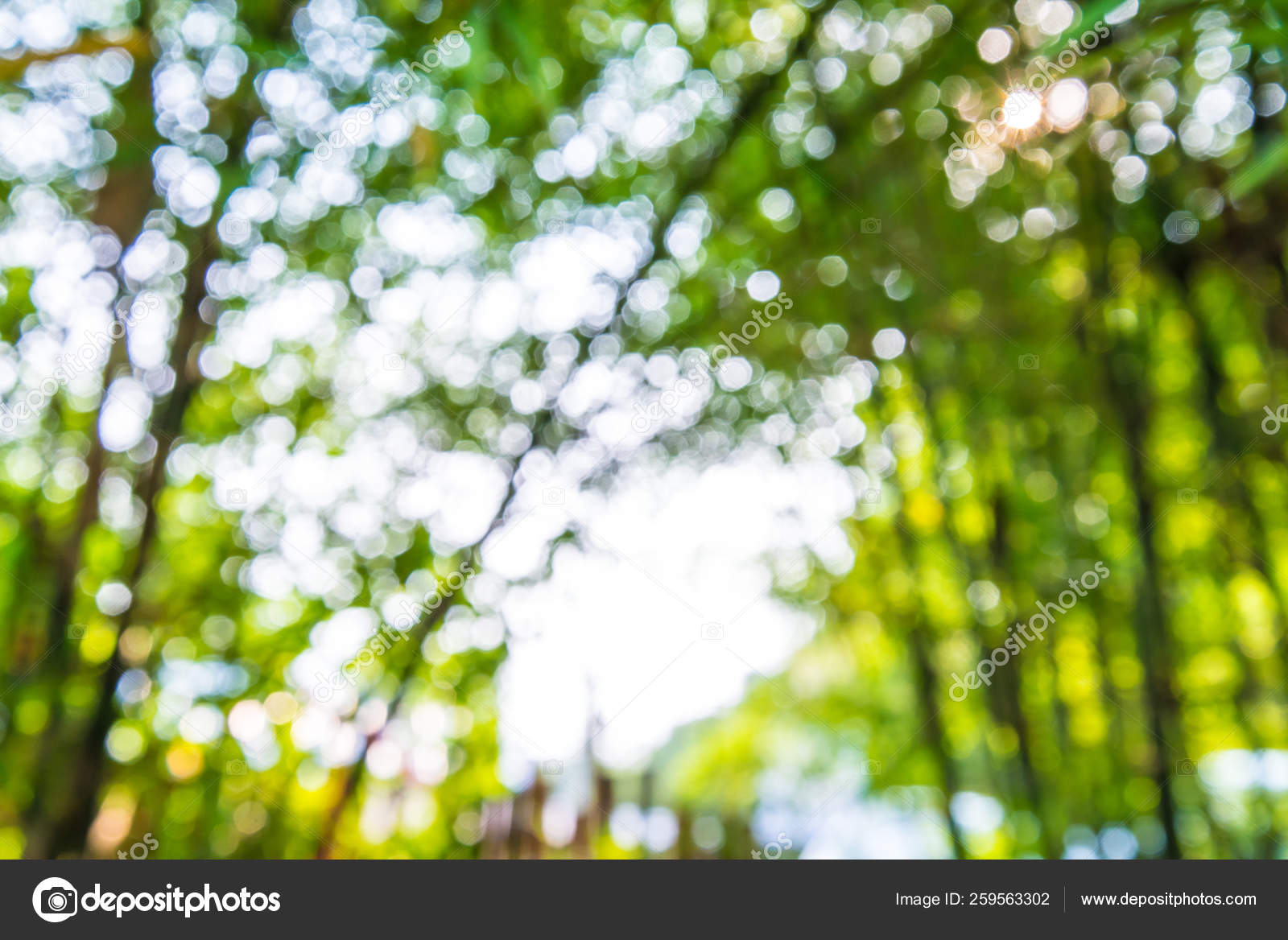 Zoom Shot Out Focus Bamboo Background Bokeh Stock Photo Image By C Yayimages