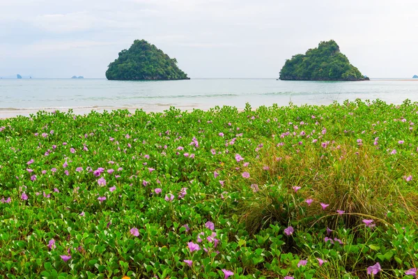 Belas Flores Violetas Uma Praia Areia Nos Trópicos Vista Mar — Fotografia de Stock