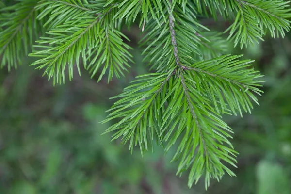 Ramas Abeto Natural Agujas Primer Plano Verdes Navidad — Foto de Stock