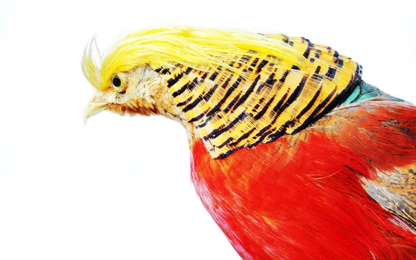 Портрет Птицы Chrysolophus Pictus — стоковое фото