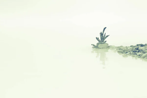 Restos Árbol Muerto Borde Del Lago Del Cráter Volcánico Niebla —  Fotos de Stock