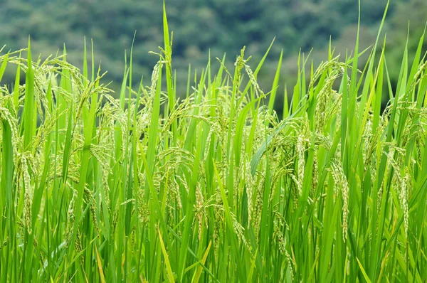 Πράσινο Χωράφι Ρυζιού Στην Ταϊλάνδη — Φωτογραφία Αρχείου