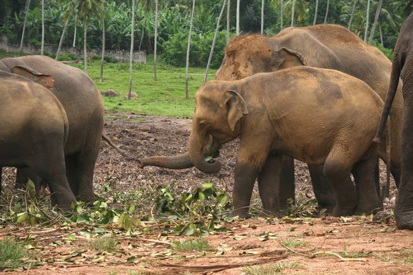 Gruppo Elefanti Habitat Naturale — Foto Stock