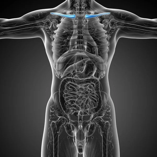 Візуалізація Медичної Ілюстрації Кістки Ключиці Вид Спереду — стокове фото