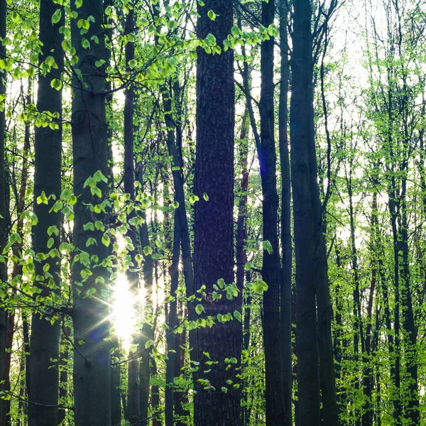 Landskap Ung Grå Skog Med Gröna Träd Naturserie — Stockfoto