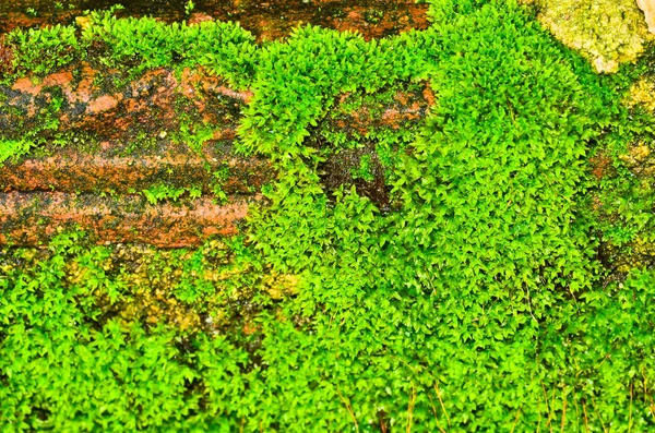 Moss Verde Pared —  Fotos de Stock