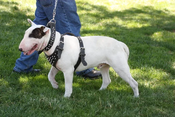 Close Van Een Bull Terrier Hond — Stockfoto