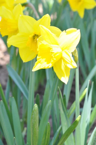 Daffodils Hubbard Park Meriden Connecticut — Fotografia de Stock