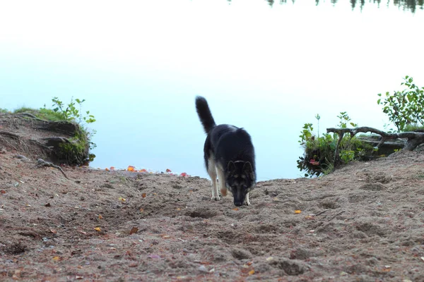 셰퍼드 개는가 호수에 — 스톡 사진