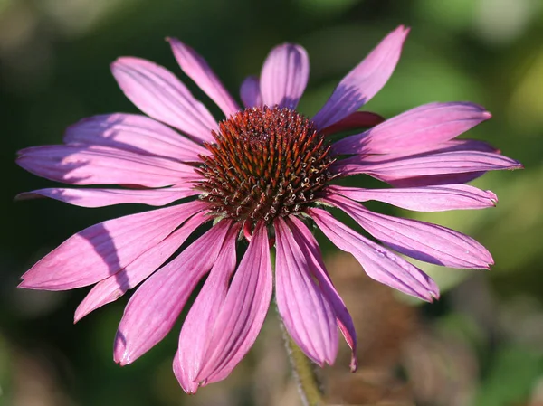 Close Blossoming Purple Flower — Stock Photo, Image