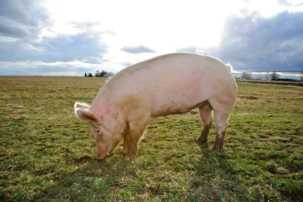 Maiale Domestico Una Fattoria Nel Nord Ovest Dell America — Foto Stock