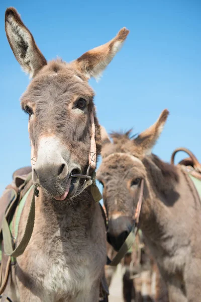 Unos Burros Cansados Calor Agotador — Foto de Stock