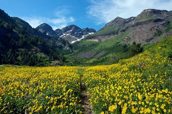 Żółta Łąka Twin Peaks Wilderness Utah — Zdjęcie stockowe