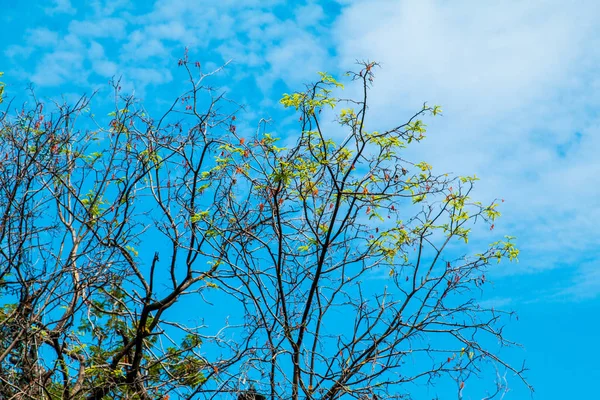 Árbol Tamarindo Sobre Fondo Azul Del Cielo — Foto de Stock