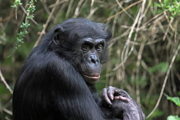 Chimpancé Animal Vista Cerca — Foto de Stock