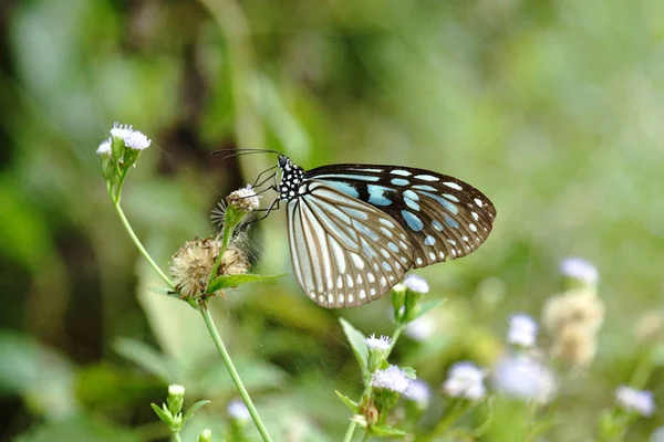 Kék Üveges Tigris Pillangó Virág Ideopsis Simillis Persimillis Moore — Stock Fotó