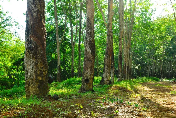 Vieil Arbre Caoutchouc Caoutchouc Caoutchouc Taraudage Caoutchouc — Photo