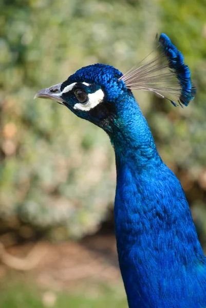 Retrato Pavo Real Pájaro Con Plumaje Colorido — Foto de Stock