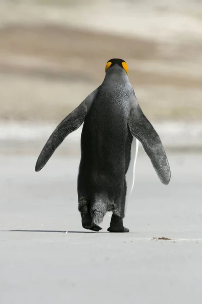 Pinguim Rei Aptenodytes Patagonicus Caminhando Praia Ilha Saunders Ilhas Malvinas — Fotografia de Stock