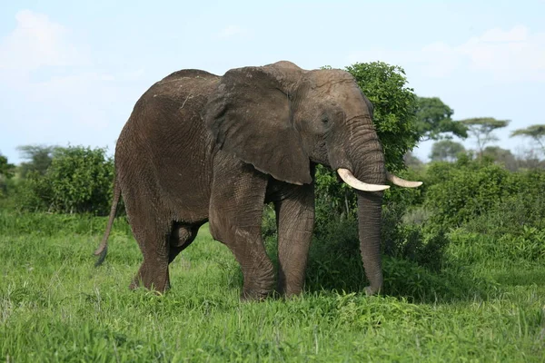 Elefante Salvaje Elephantidae Sabana Africana Botswana — Foto de Stock
