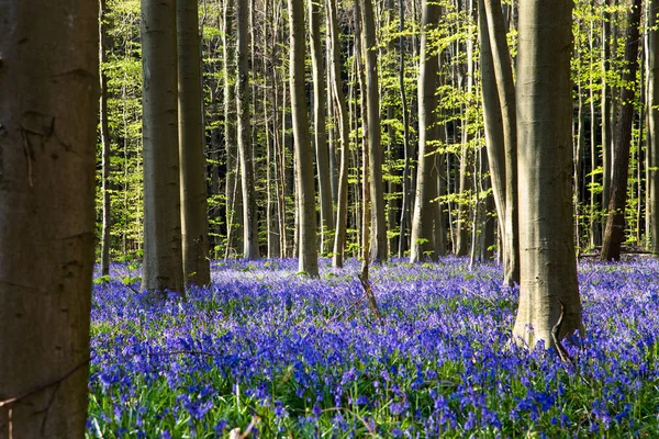 Las Flores Campanas Azules Durante Primavera Hallerbos Halle Bélgica —  Fotos de Stock