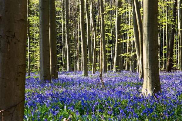 Fiori Bluebell Durante Primavera Hallerbos Halle Belgio — Foto Stock