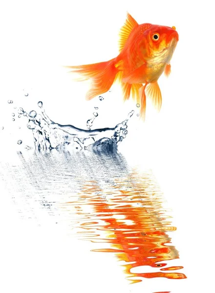 Salto Goldfish Com Respingo Água Isolado Fundo Branco — Fotografia de Stock